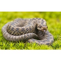 Snake Season - Are you prepared?