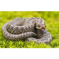 Snake Season - Are you prepared?