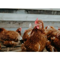 Respiratory Hazards on Poultry Farms