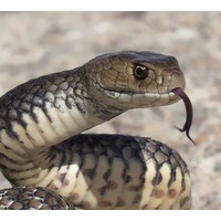 What should I do if a snake bites me Australia?