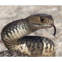 What to do if you get a Snake Bite in Australia?